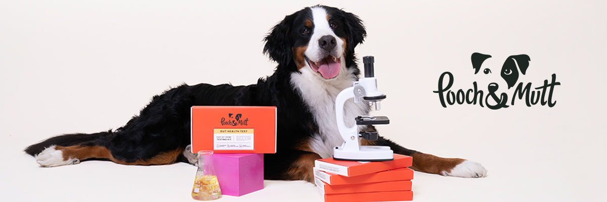 Pooch & Mutt and Biotiful Gut Health: Un-Leash A Healthy Gut For You and Your Pup!
